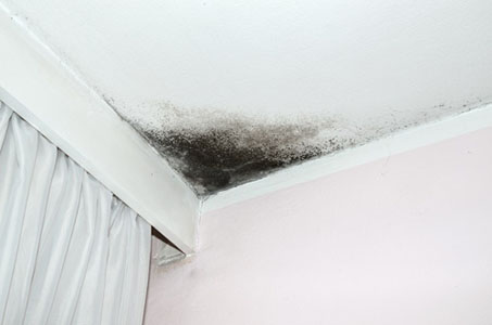 How Do I Get Rid of Mould and How Does a Dehumidifier Help